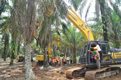 sawit2