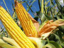 Luas Tanam Upsus Pajale Jambi 80.000 Hektare