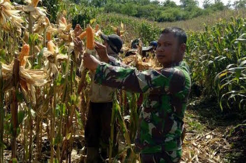 Kebersamaan Babinsa dan Petani Panen Jagung di Bener Meriah