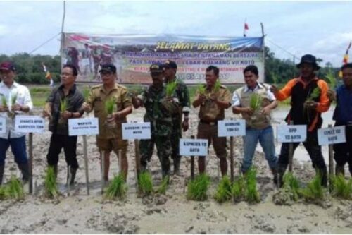 Tanam Padi Serentak Pemkab Tebo dan Kodim 0416/Bute Berjalan Sukses