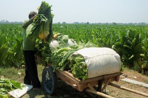 Dewan Seharusnya Dengarkan Industri Kretek Nasional Bukan Rokok Putih