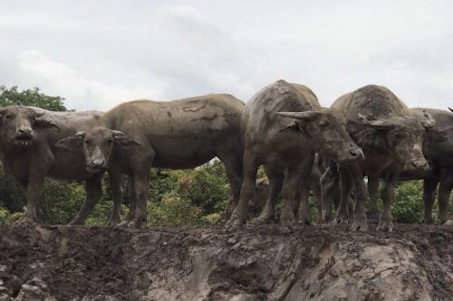 Pemerintah Siapkan Daging Kerbau untuk Ramadan