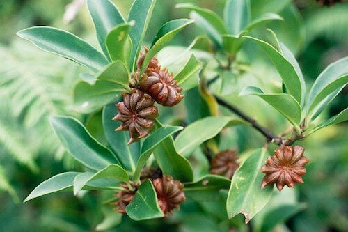 Atasi Masalah Pencernaan dengan Bunga Lawang (illicium verum)