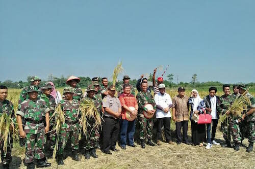 Maksimalkan Produktifitas Pada Panen Raya di Pare Kediri