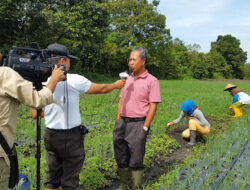 Sumsel Bisa Produksi Bawang Merah