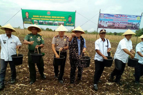 Koramil 401-07/Mariana Panen Jagung dan Galakkan Percepatan Tanam