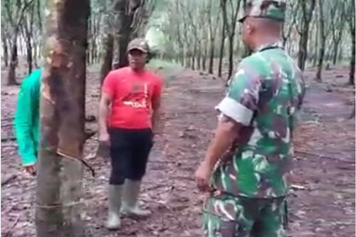 Bios 44 Terbukti Meningkatkan Produktivitas Getah Karet