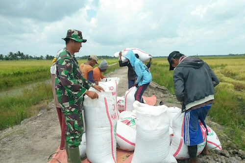 Babinsa Koramil 401-08/Talang Kelapa Turun ke Sawah Dukung Program Ketahanan Pangan