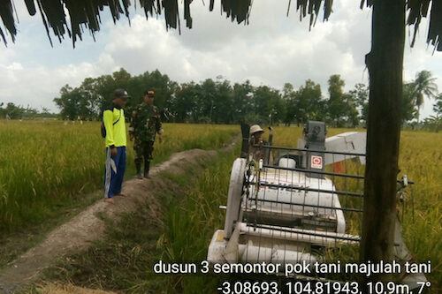 Sukseskan Swasembada Pangan, Babinsa Koramil 402-03/SP. Padang OKI Bantu Petani Panen Padi