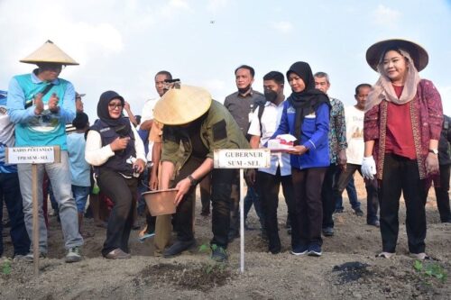 Gubernur Herman Deru Tanam Pepaya California di Desa Minanga Tengah di Lahan Seluas 6 Hektare 