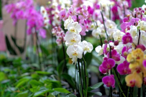 Kemendes PDTT: Budidaya Anggrek Dukung Pencapaian Tujuan SDGs Desa