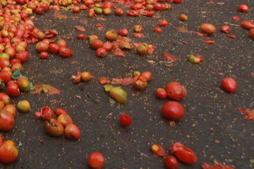 Miris, Petani Buang 200 Ton Tomat Hasil Panen Raya di Gayo
