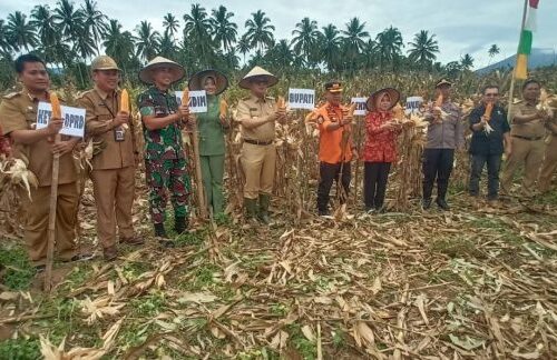 Bupati Joncik Bersama Dandim Panen Jagung di Kecamatan Lintang Kanan