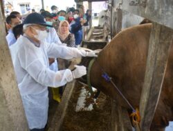 Capaian Vaksinasi PMK di Sumsel 60,30 Persen, Mawardi Yahya : Masyarakat Peternak  Tak Perlu Khawatir
