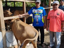 Pemdes Tambahasri Serahkan Bantuan Ketahanan Pangan Ternak Sapi, Subagiyo: Bantu Perekonomian Masyarakat