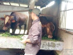 Antisipasi Berbagai Jenis Penyakit, Pemkab Cek Kesehatan Hewan Kurban di Musi Rawas